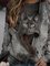 Women Casual Black-Grey Cat Printed Tops